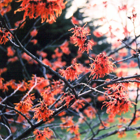 Varázsmogyoró (Hamamelis intermedia ‘Diane’)