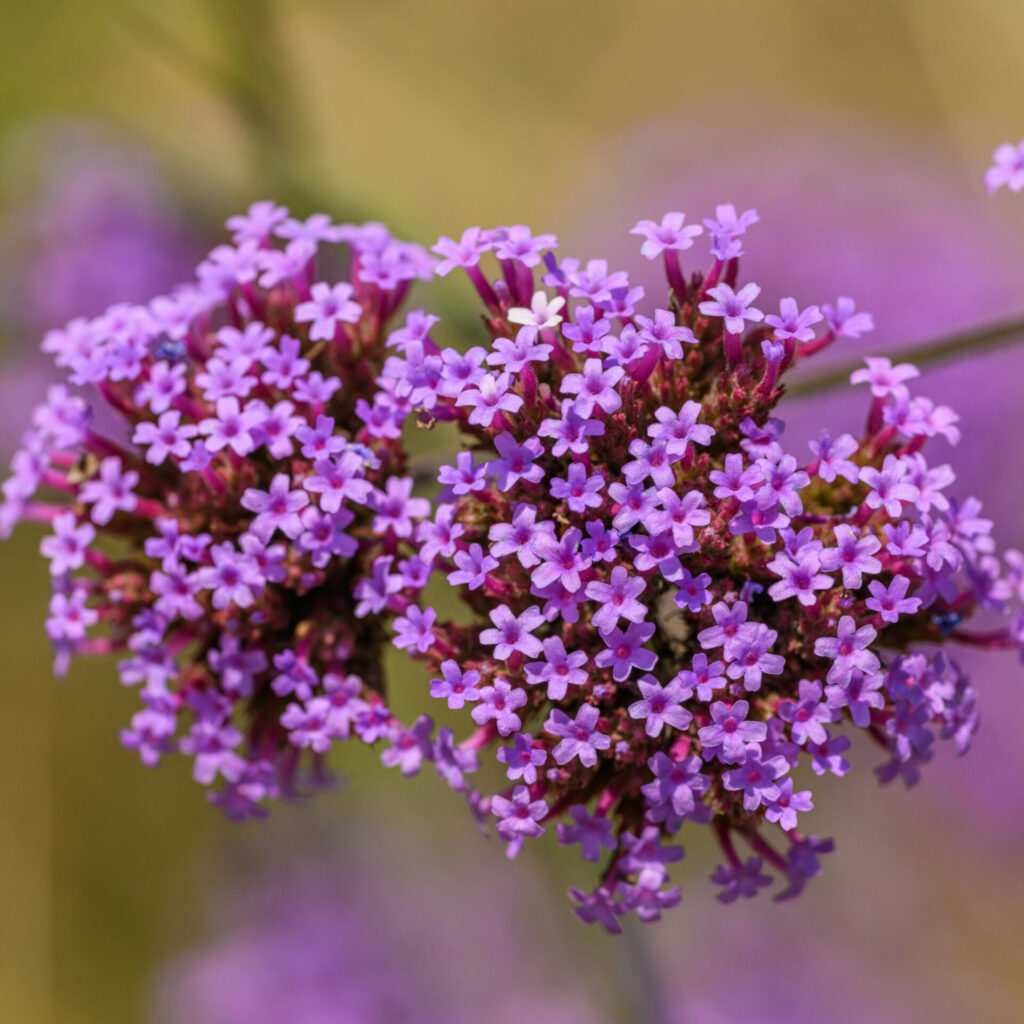 Patagóniai verbéna (Verbena bonariensis ‘Lollipop’)