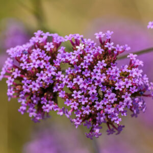 Patagóniai verbéna (Verbena bonariensis ‘Lollipop’)