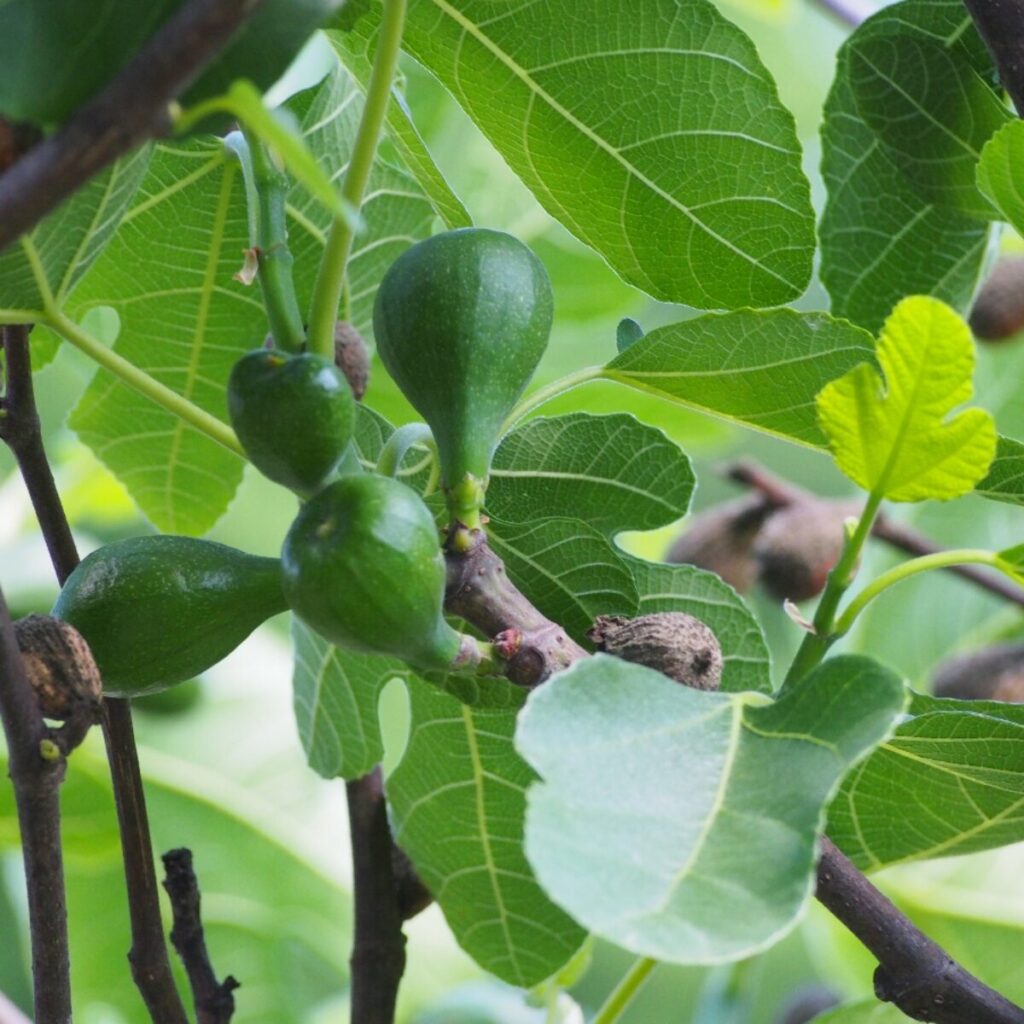Verdino füge (Ficus carica ‘Verdino’)