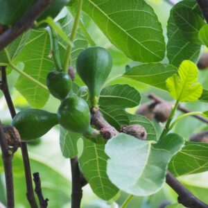 Verdino füge (Ficus carica ‘Verdino’)