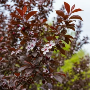 PRUNUS CERASIFERA ‘NIGRA’