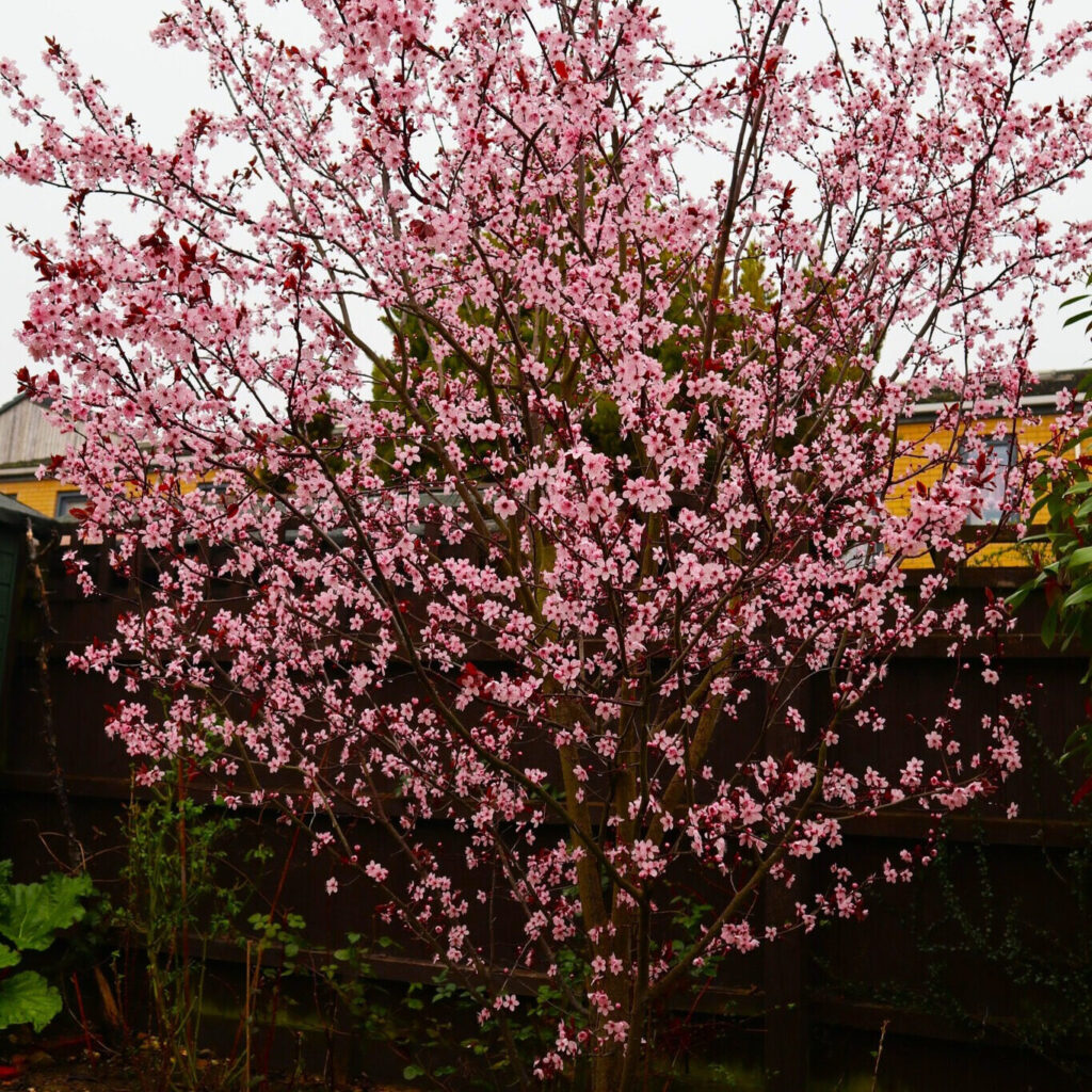 PRUNUS CERASIFERA ‘NIGRA’