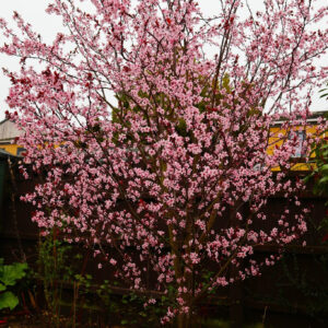 PRUNUS CERASIFERA ‘NIGRA’