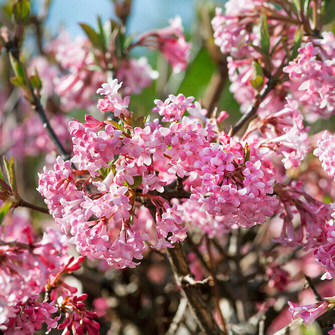 Illatos bangita (Viburnum bodnantense)
