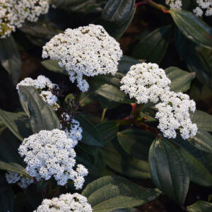 Dávid bangita (Viburnum davidii)