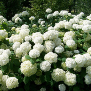 Labdarózsa (Viburnum opulus ‘Roseum’)