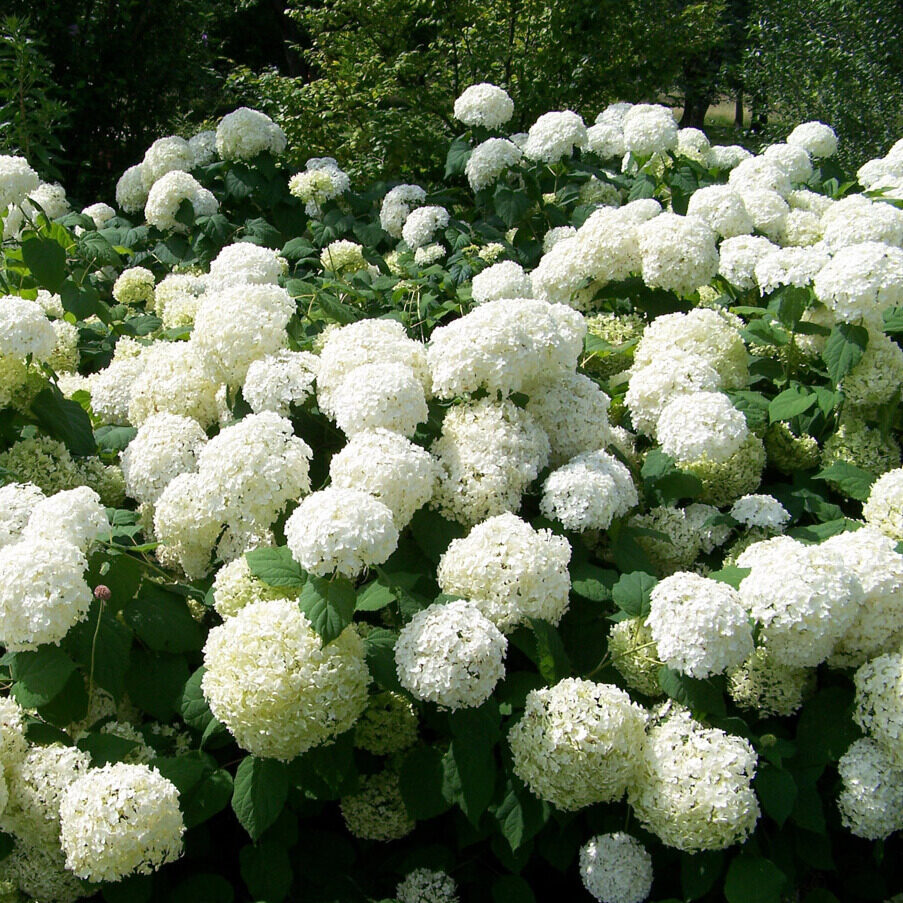 Labdarózsa (Viburnum opulus ‘Roseum’)