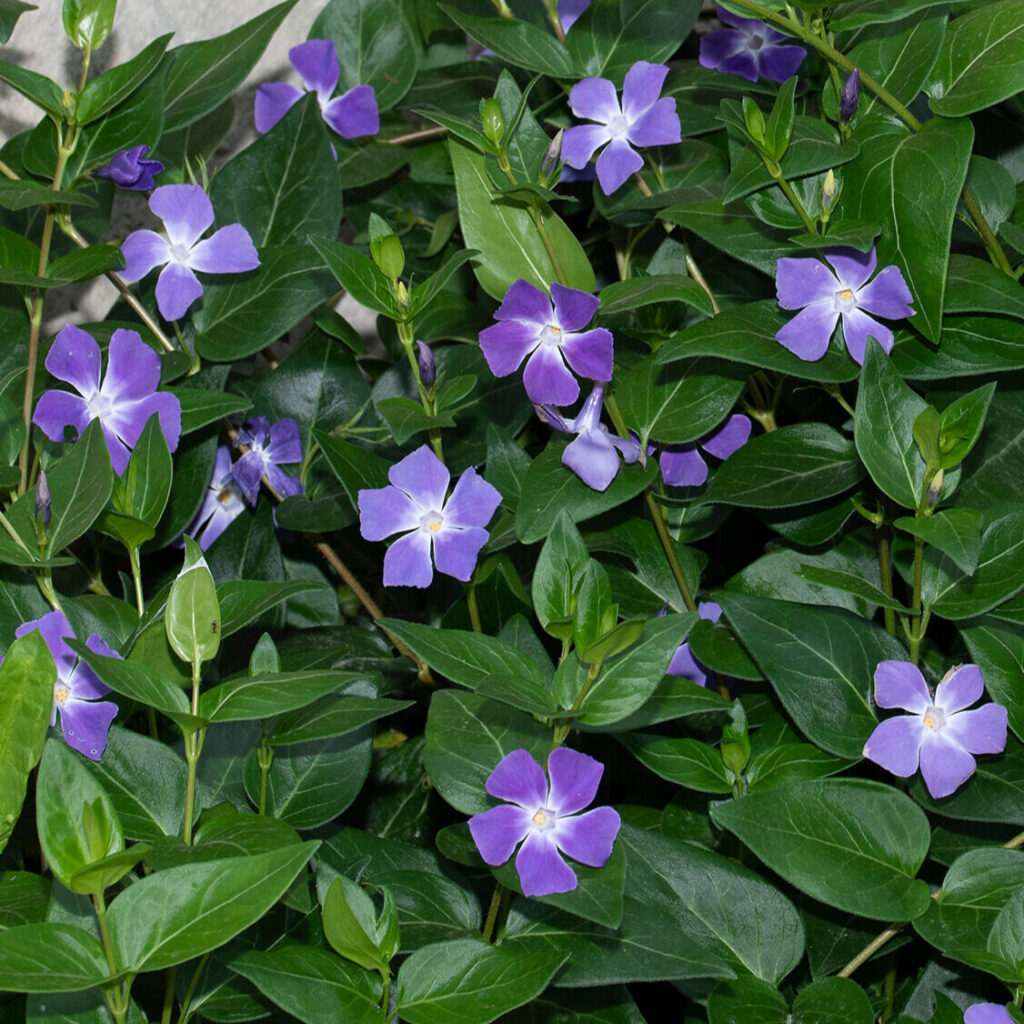 Nagy meténg (Vinca major)