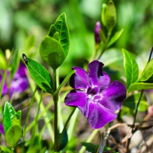 Kis meténg (Vinca minor ‘Atropurpurea’)