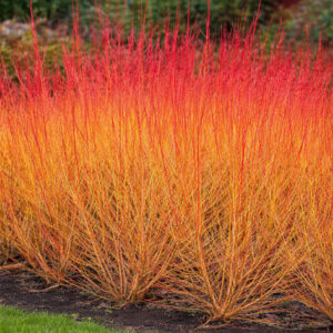 Vörös vesszőjű som (Cornus sanguinea ‘Midwinter Fire’)