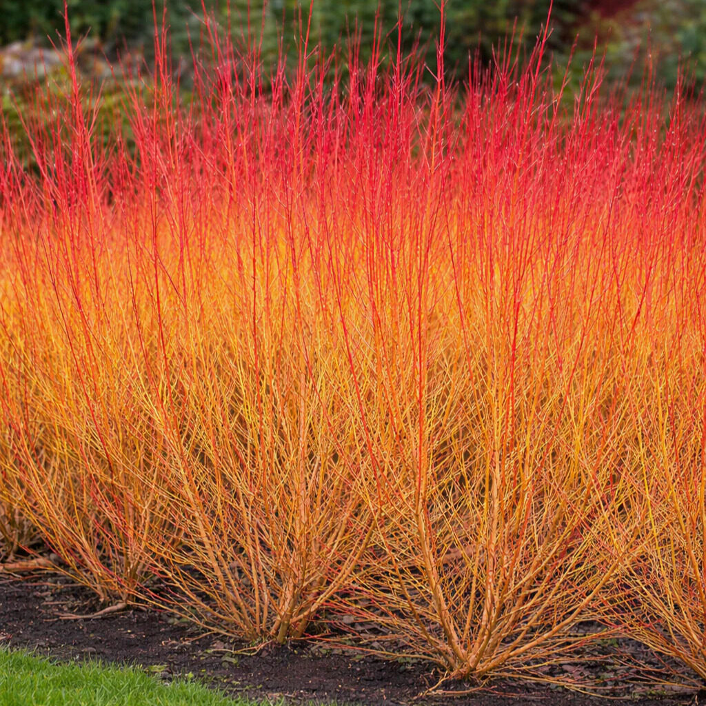 Vörös vesszőjű som (Cornus sanguinea ‘Midwinter Fire’)
