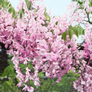 Rózsaszín virágú lilaakác (Wisteria brachybotrys ‘Showa-Beni’)