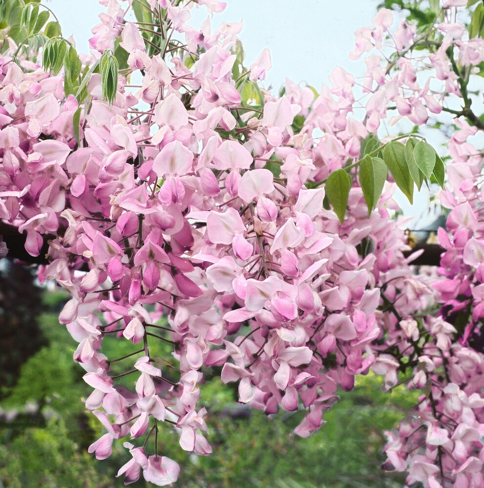 Rózsaszín virágú lilaakác (Wisteria brachybotrys ‘Showa-Beni’)