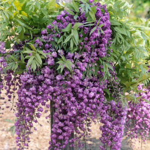 Telt sötétlila virágú lilaakác (Wisteria floribunda ‘Black Dragon’)