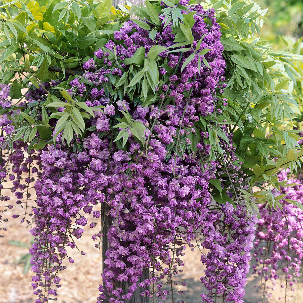 Telt sötétlila virágú lilaakác (Wisteria floribunda ‘Black Dragon’)