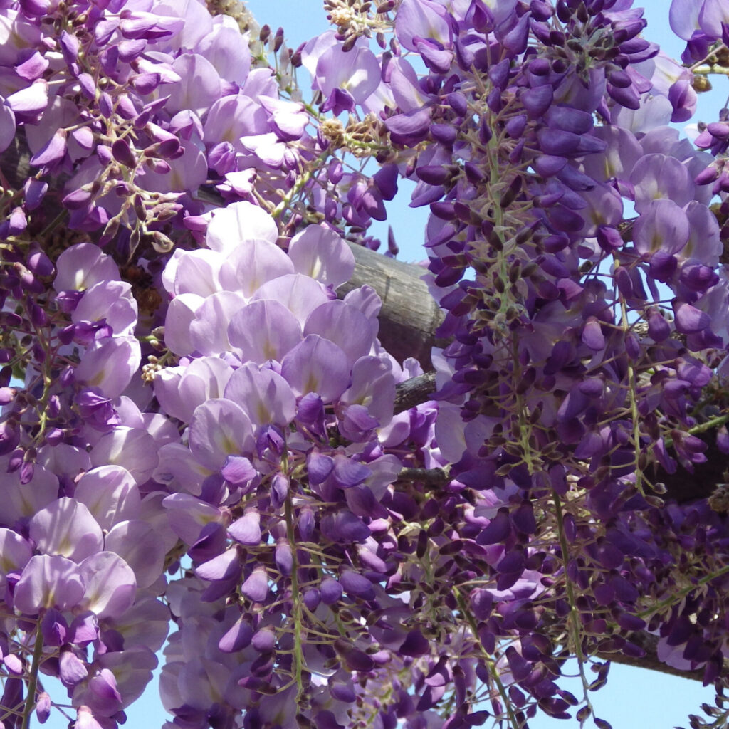 Kékeslila virágú lilaakác (Wisteria frutescens ‘Amethyst Falls’)