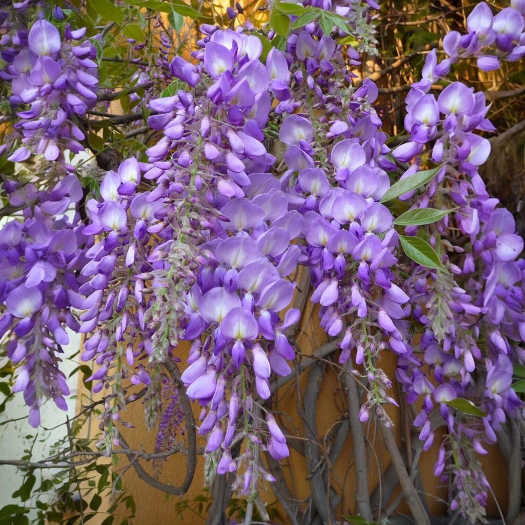 Kékeslila virágú lilaakác (Wisteria sinensis ‘Prolific’)
