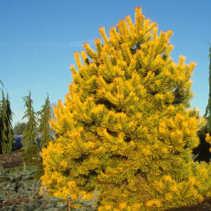 Erdei fenyő ‘Aurea’ (Pinus sylvestris ‘Aurea’)