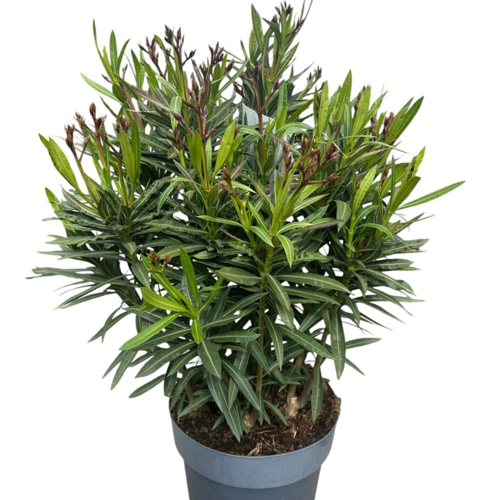Fehér virágú fagyálló leander (Nerium oleander ‘Evolution’)