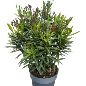 Fehér virágú fagyálló leander (Nerium oleander ‘Evolution’)