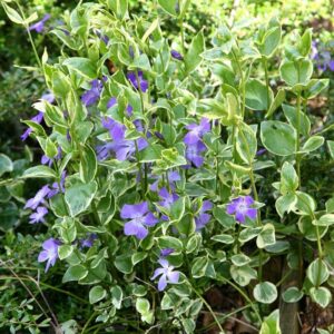 Tarka levelű nagy meténg (Vinca major ‘Variegata’)