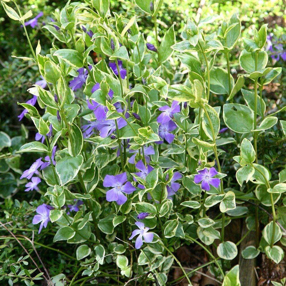 Tarka levelű nagy meténg (Vinca major ‘Variegata’)