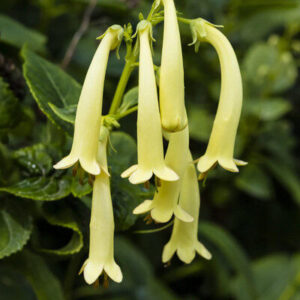 Fehér folyóharang (phygelius colorburst ‘fehér’)