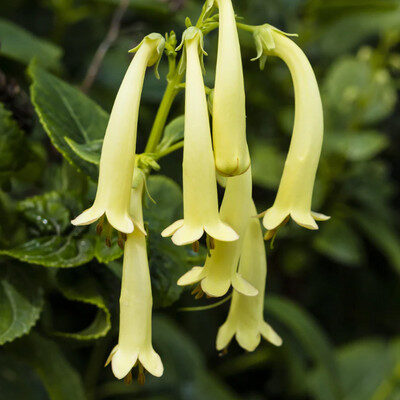 Fehér folyóharang (phygelius colorburst ‘fehér’)