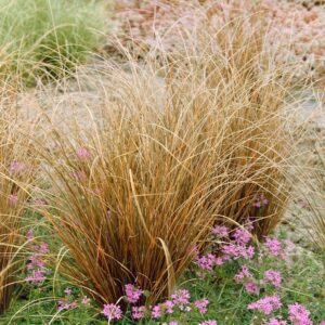 Vörös sás (Carex buchananii ‘Red Rooster’)
