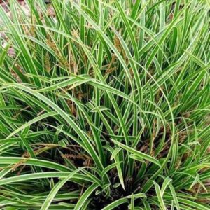 Tarka japán sás (Carex morrowii ‘Ice Dance’)