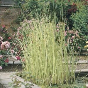 Tavi káka (Scirpus lacustris ‘Albescens’)