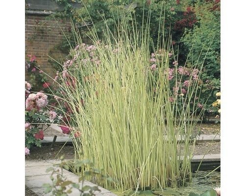 Tavi káka (Scirpus lacustris ‘Albescens’)