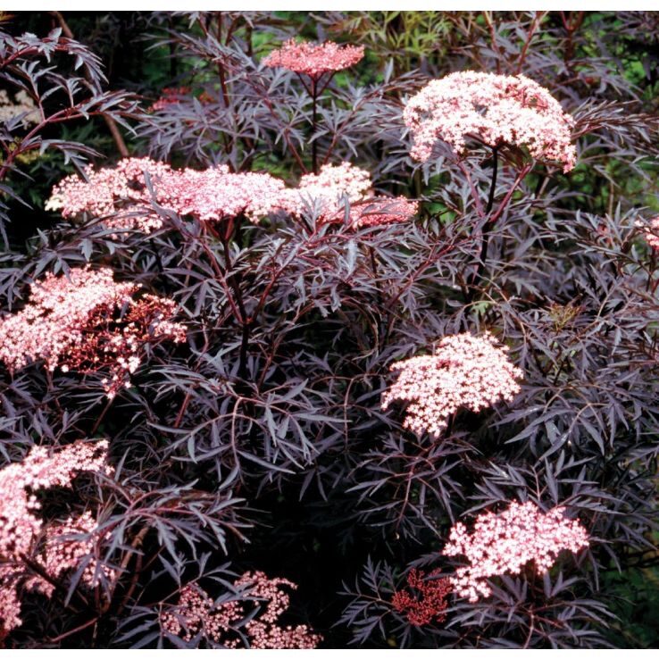 Fekete bodza (Sambucus nigra ‘Black Lace’)
