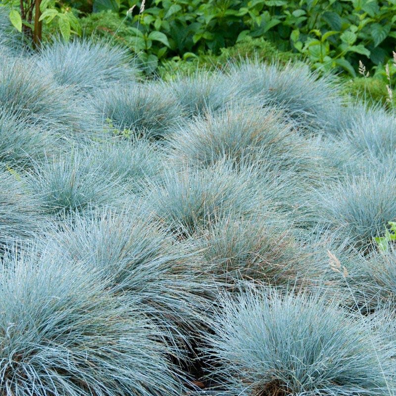 Deres csenkesz (Festuca cinerea)