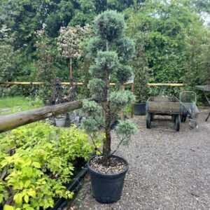 Pom-pon arizóniai ciprus (Cupressus arizonica ‘Fastigiata’)