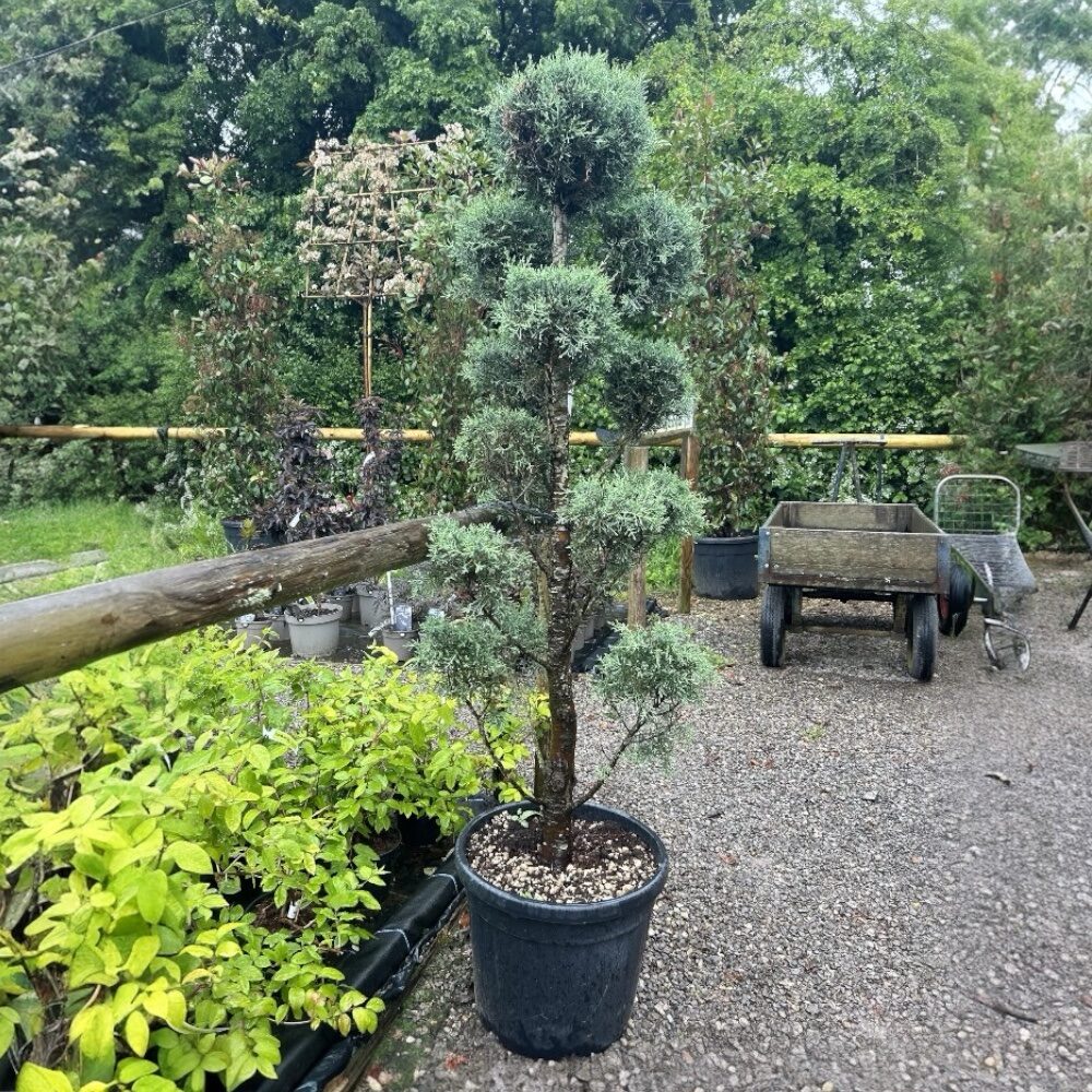 Pom-pon arizóniai ciprus (Cupressus arizonica ‘Fastigiata’)