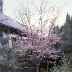 Őszi virágzású díszcseresznye (Prunus subhirtella ‘Autumnalis Rosea’)