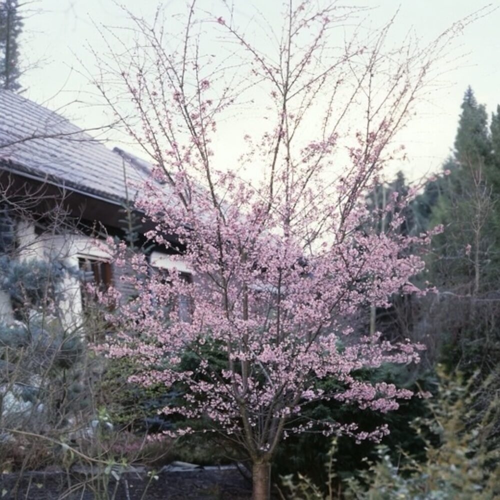Őszi virágzású díszcseresznye (Prunus subhirtella ‘Autumnalis Rosea’)