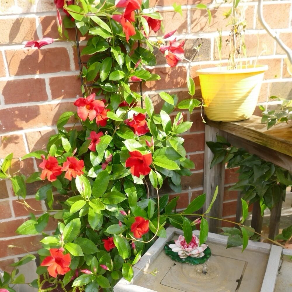 Extranagy tölcsérjázmin (Mandevilla ‘Fusion Bloom Selection’)