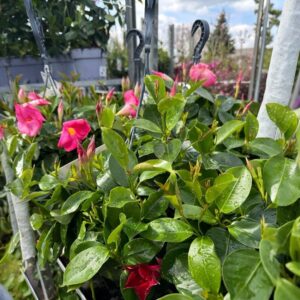 Tölcsérjázmin (Mandevilla ‘Tropical Coast’)