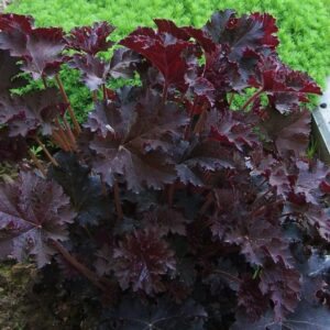Bíbor tűzeső ‘Palace Purple’ (heuchera micrantha ‘Palace Purple’)