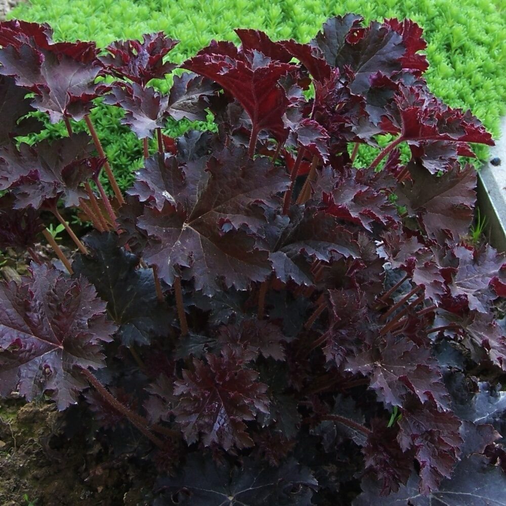 Bíbor tűzeső ‘Palace Purple’ (heuchera micrantha ‘Palace Purple’)