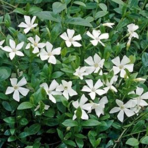 Kis meténg ‘Alba’ (vinca minor ‘Alba’)