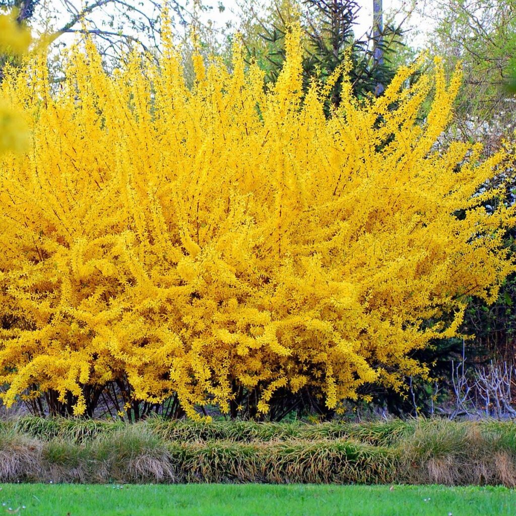 Aranyvessző (Forsythia intermedia ‘Weekend’)