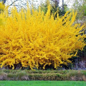Aranyvessző (Forsythia intermedia ‘Weekend’)