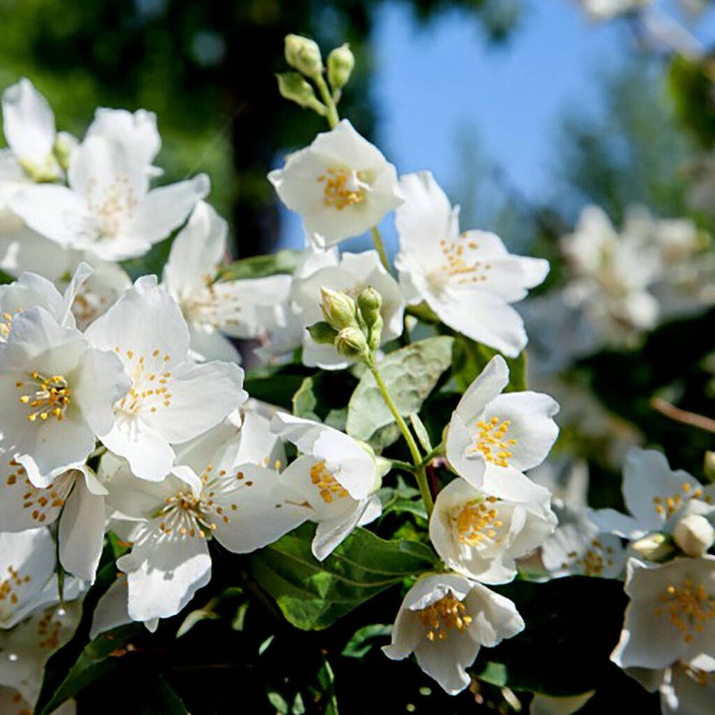 Kerti jezsámen (Philadelphus polyantus ‘Mont Blanc’)