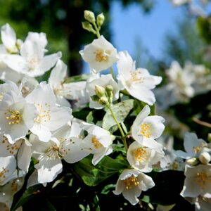 Kerti jezsámen (Philadelphus polyantus ‘Mont Blanc’)