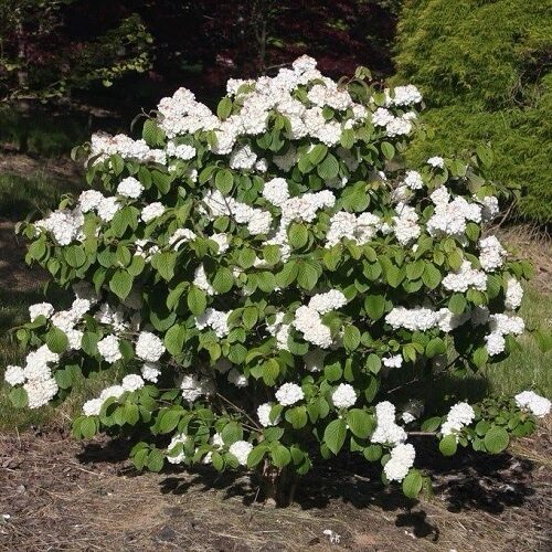 Törpe kányabangita (Viburnum opulus ‘Nanum’)