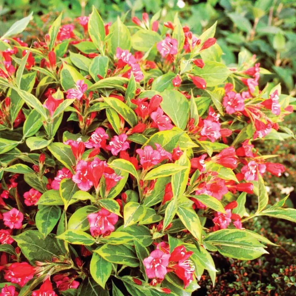 Rózsalonc (Weigela ‘Brigela’)